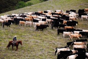 Joe Morris moving cattle, by Peter McCullough for the WSJ