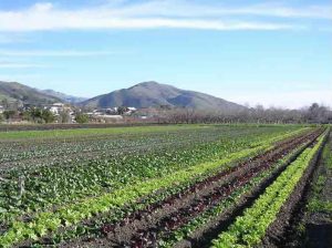 daily agriculture news