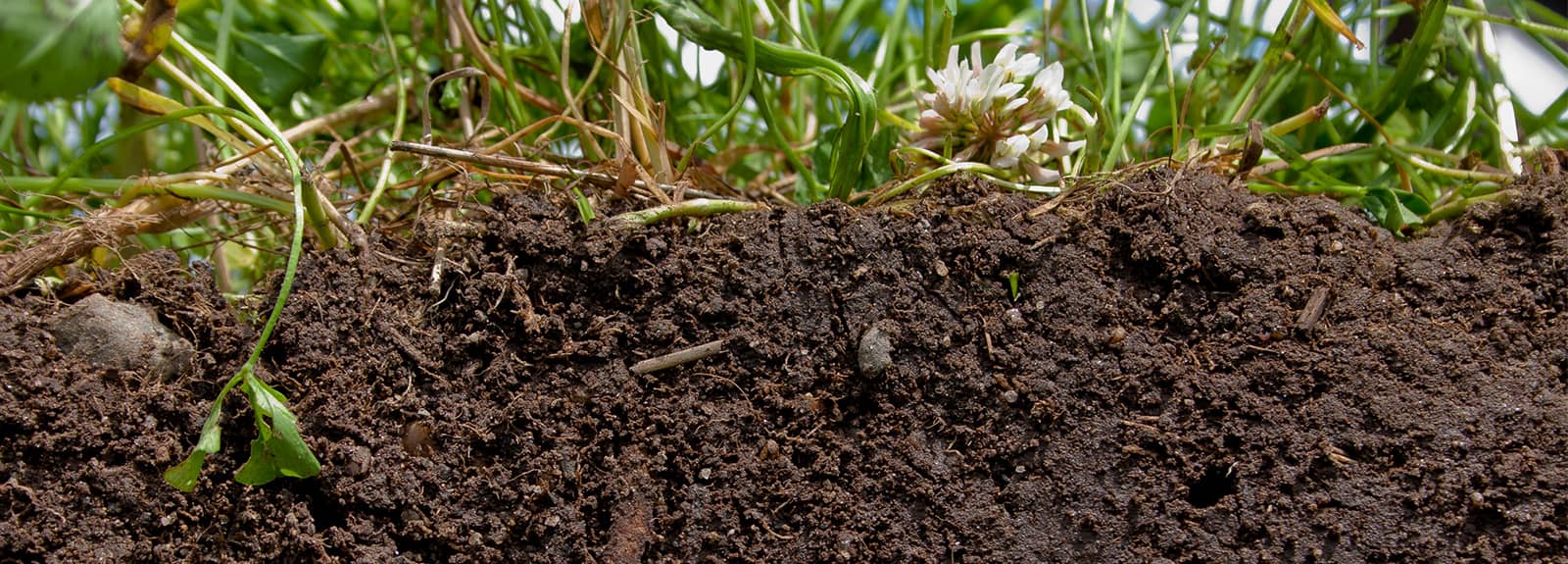 Healthy Soils