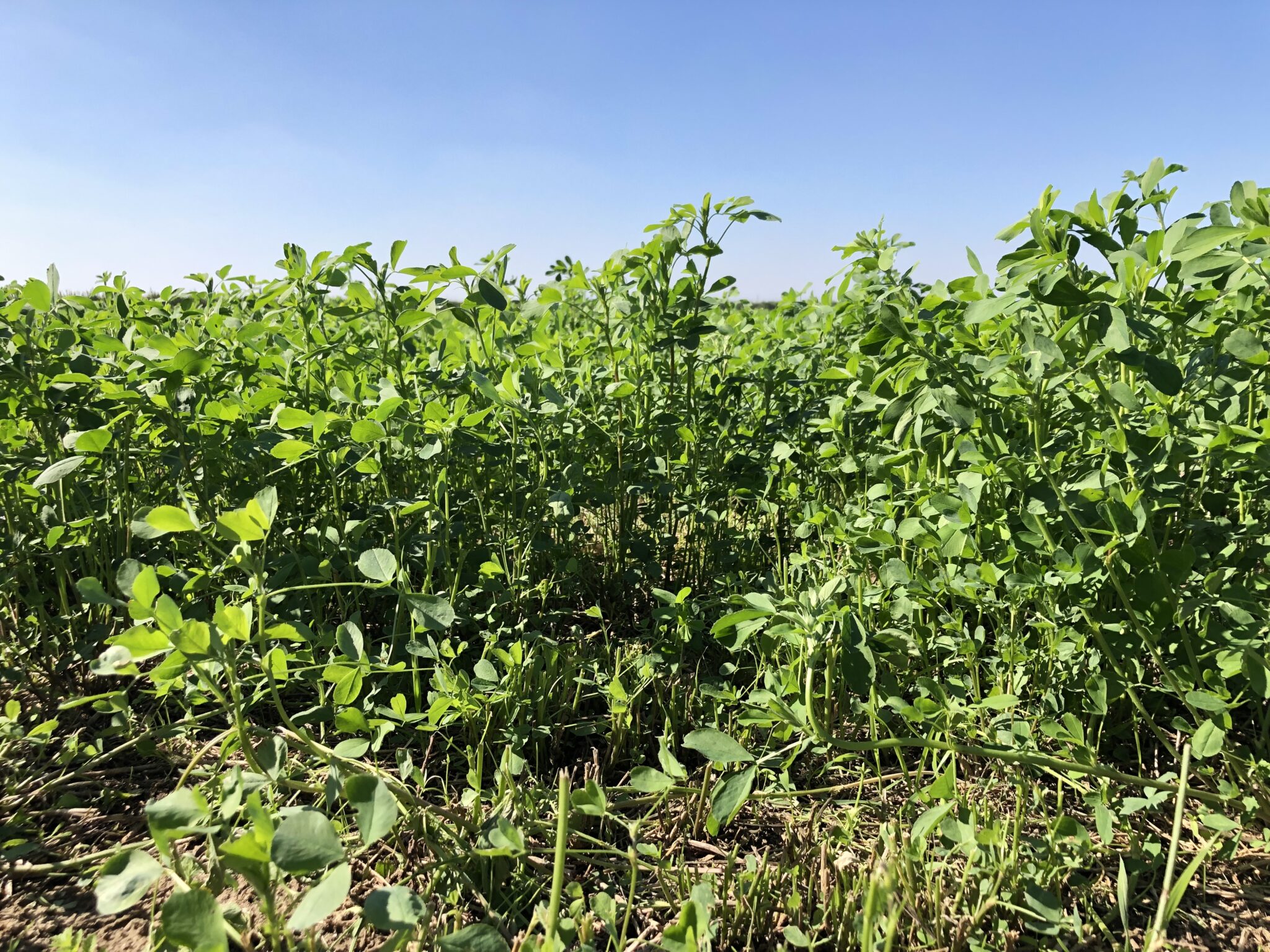 Achieving Clean Water and Climate Goals through Healthy Soils Management in the Irrigated Lands Regulatory Program