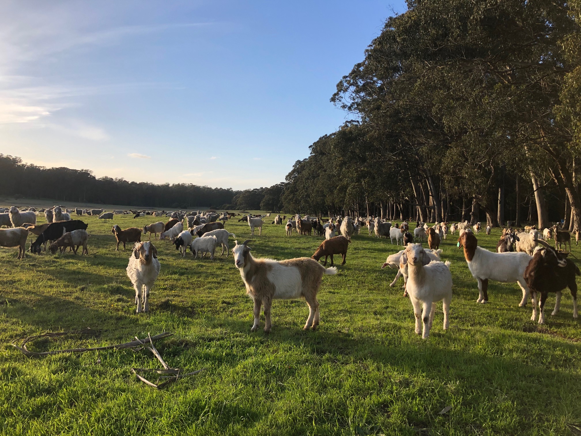 prescribed grazing goats