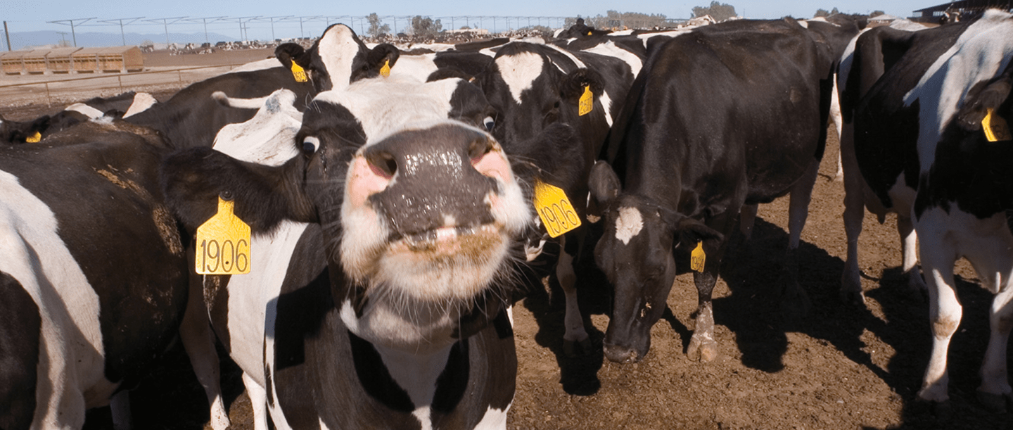 Contact Us | CalCAN - California Climate & Agriculture Network