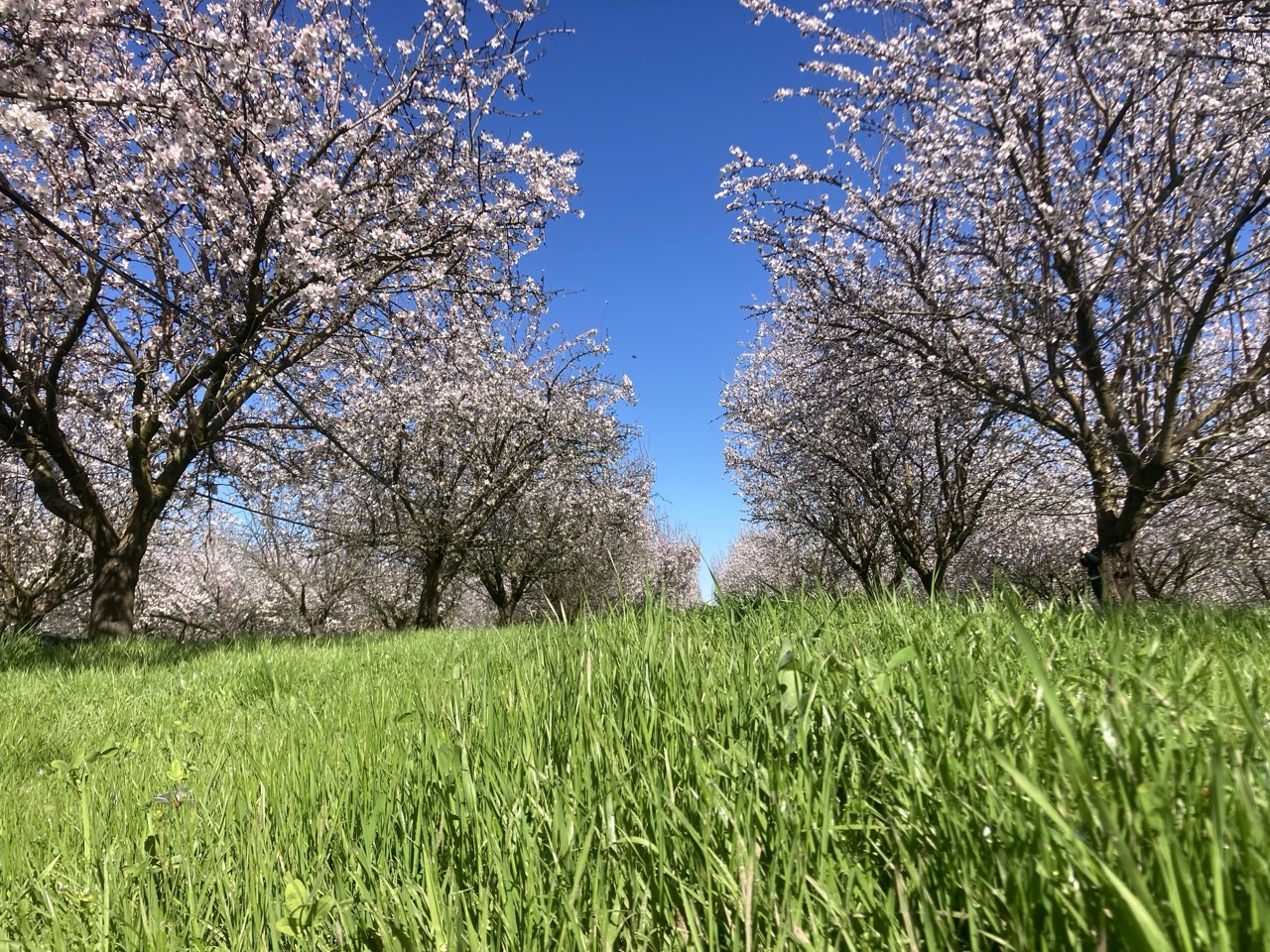 Community and Connection at the Burroughs Regenerative Tree Nut Field Day