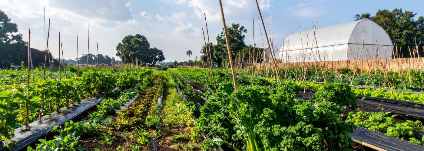 USDA’s new Regenerative Agriculture Initiative: A step forward or greenwashing?
