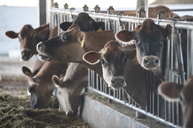 Can Surplus Manure Protect Water Quality and Reduce Farms’ Fertilizer Costs?