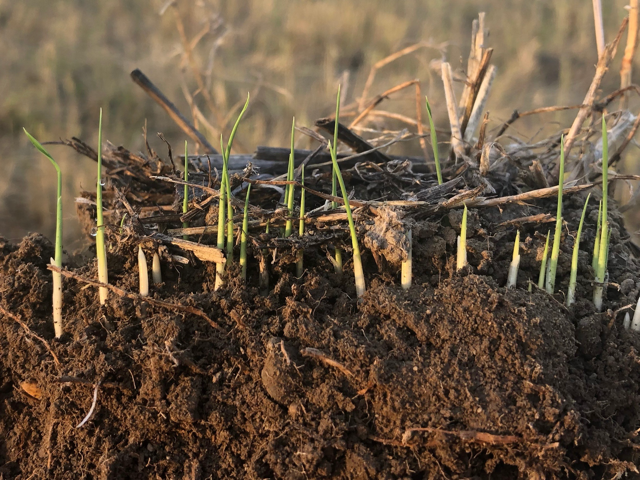 Innovative Rice Farmer Achieves “Net Carbon Negative” Rice Production  